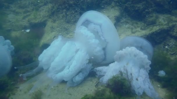 Umierająca beczka meduzy na dnie morza. — Wideo stockowe
