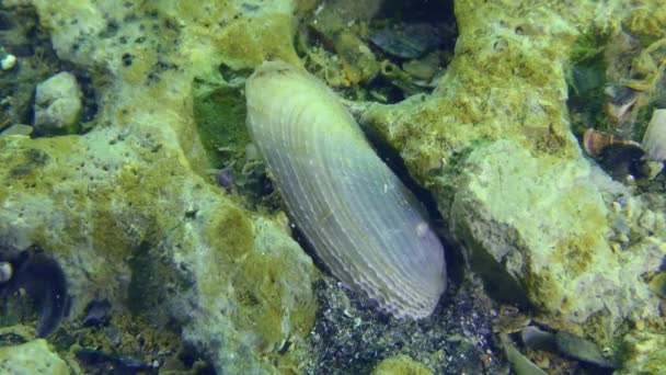 Bivalve moluska White Piddock di dasar laut. — Stok Video