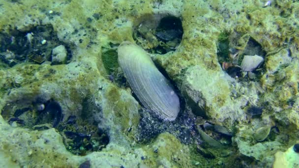 Mollusque bivalves Piddock blanc sur un fond argileux. — Video