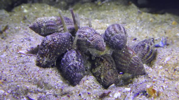 Gastropods Netted Dog Whelk mange des poissons morts. — Video