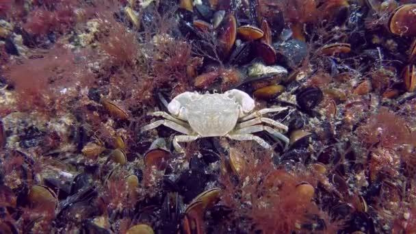 Grapsoid Crab บนพื้นทะเล . — วีดีโอสต็อก