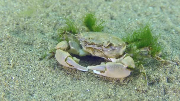 Krab śródziemnomorski na piaszczystym dnie. — Wideo stockowe