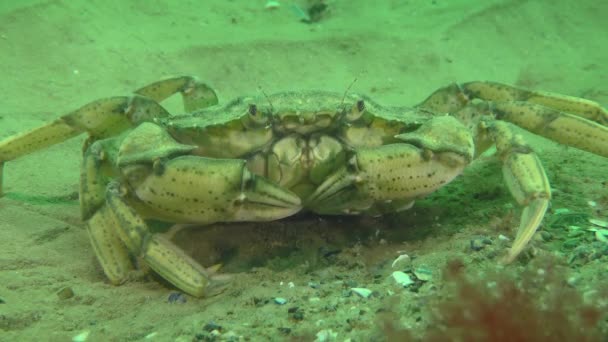 Cangrejo verde o cangrejo costero en el fondo del mar. — Vídeos de Stock
