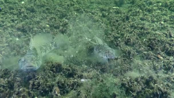 Goby negro alimentándose en el fondo del mar. — Vídeos de Stock