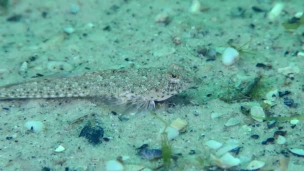 Dragonet sobre lecho marino arenoso. — Vídeo de stock