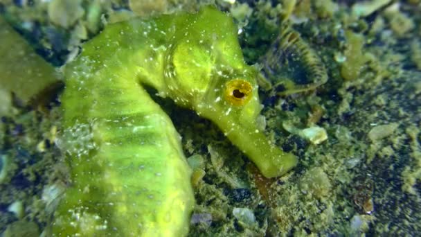 Seahorse in green against the background of the seabed. — Stock Video