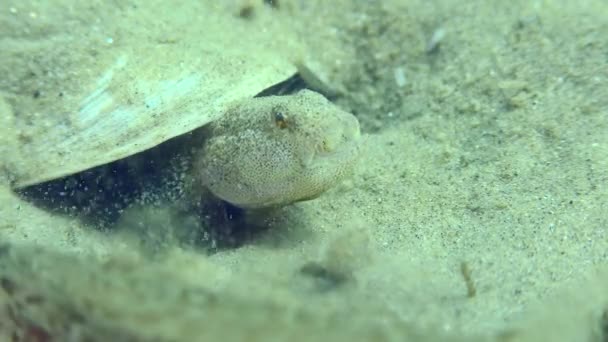 Kumlu bir denizin dibindeki Marble Goby 'nin üretimi. — Stok video