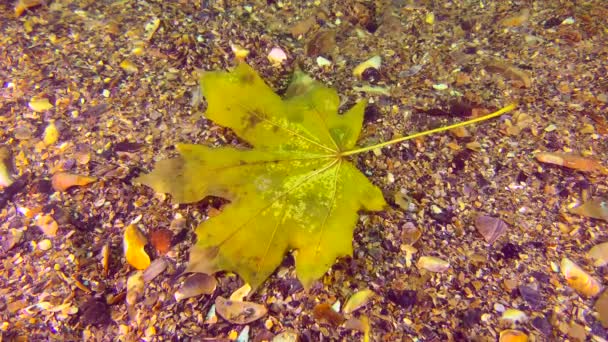 Jesienny sezon w głębinach morza. — Wideo stockowe