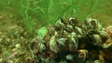 İstilacı tür: Zebra Mussel (Dreissena polymorpha).