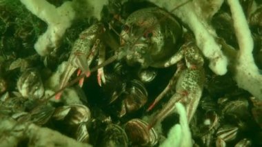 Nehir yatağında Avrupa kerevitleri.