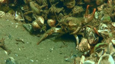 Yuvasında Avrupa kerevitleri.