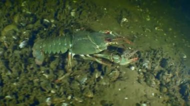 Avrupa kerevitleri çerçeveyi terk eder.