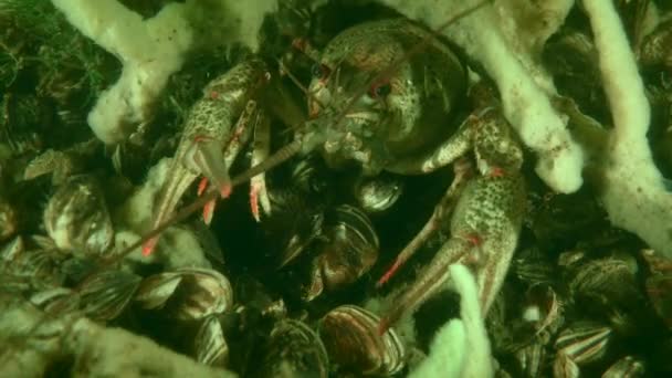河床上的欧洲小龙虾. — 图库视频影像