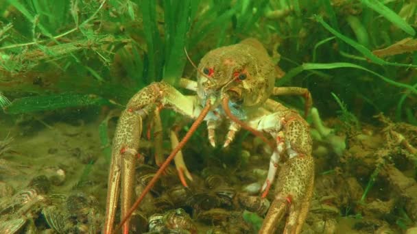 绿色水生植物中的欧洲小龙虾. — 图库视频影像