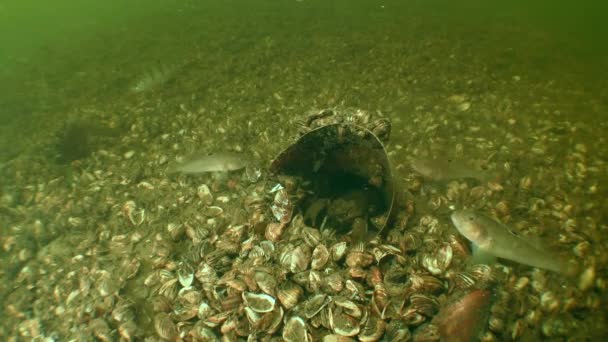 Contaminación plástica de cuerpos de agua dulce: Cangrejos de río en un frasco de plástico. — Vídeos de Stock