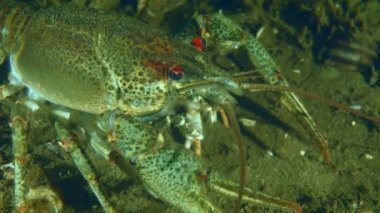 Nehrin dibinde Avrupa kerevitleri, yakın plan..