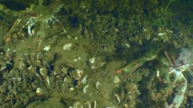 Avrupa kerevitleri dipte sürünüyor.