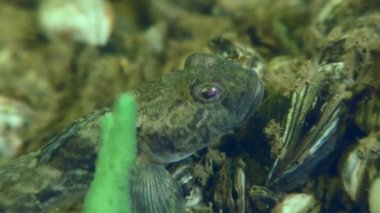 Nehir yatağında yarışçı ya da Goad Goby.