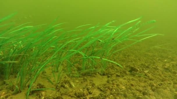Зеленые водные растения на дне реки. — стоковое видео