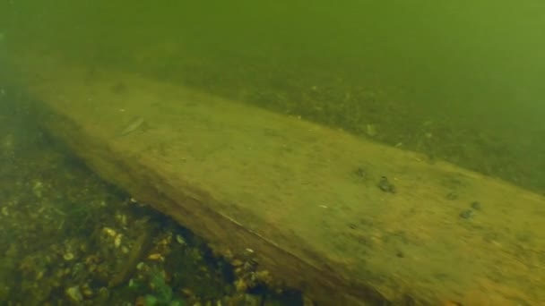 Археологічні дослідження древнього дерев'яного корабля козаків у Дніпрі.. — стокове відео