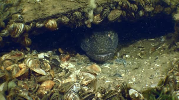 Habitantes acuáticos en un yacimiento arqueológico submarino en el río Dniéper. — Vídeos de Stock