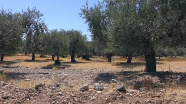 Sıcak bir yaz öğleden sonrasında zeytinlik, kayalık toprak. Avrupa, Yunanistan.