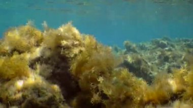 Su altı sespesi: Kahverengi algler (Cystoseira mediterranea) güneş ışığı ışınlarında salınırlar.