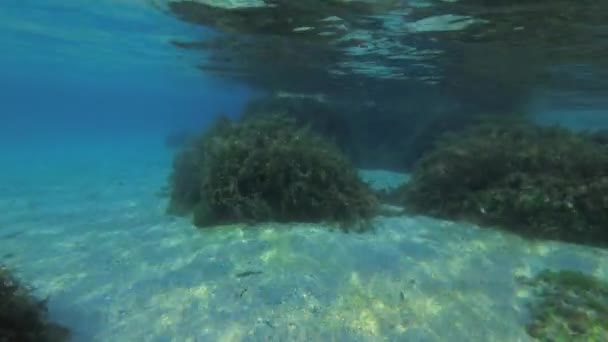 Paisagem subaquática rochosa com um fundo arenoso e pedras cobertas de algas. — Vídeo de Stock