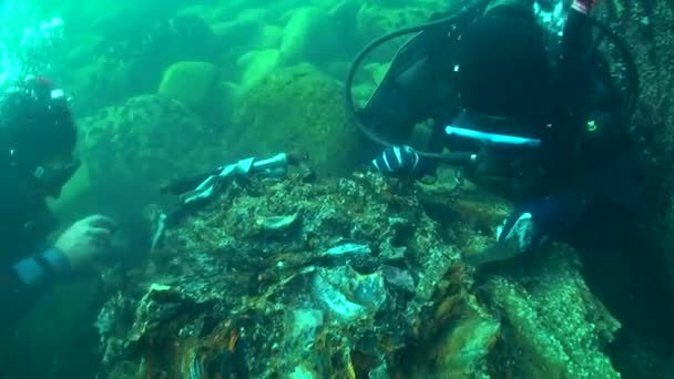 Undervattensarkeologi: forskare studerar resterna av ett segelfartygs last av trä. — Stockvideo