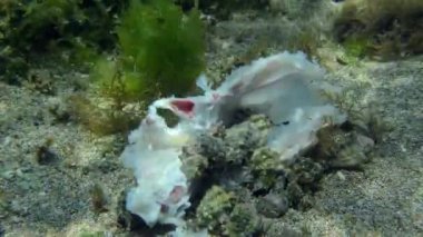 Bazı gastropodlar Muricidae deniz tabanında balık kalıntıları yer..