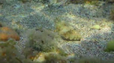 Kumlu deniz tabanında mürekkep balığı.