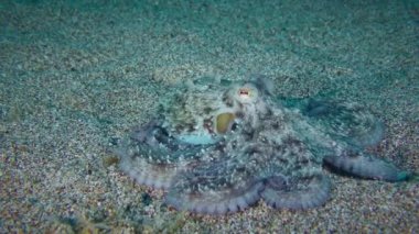 Bir ahtapot kendini deniz tabanında kamufle eder..