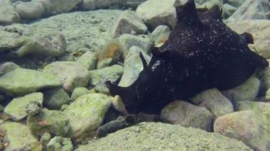 Deniz tavşanı kayalık zeminde sürünür..