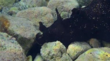 Deniz tavşanı kayalık deniz tabanında sürünür..