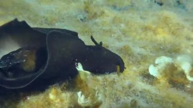 Deniz tavşanı alglerle kaplanmış..