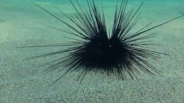 Diadema deniz kestanesi kumlu deniz tabanında.