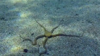 Geniş Gözlü Boğa, Kırılgan Yıldız 'ı eleştiriyor.