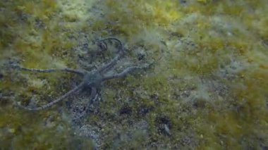 En altta kahverengi yosunlarla kaplı Brittle Star..
