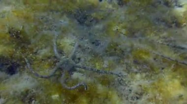 Alttaki Brittle Star alglerle kaplanmış..