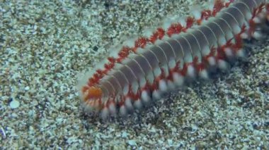 Deniz tabanında sakallı ateş solucanı.