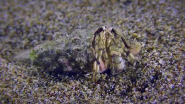 Kumlu deniz tabanında keşiş yengeci.