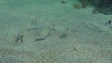 Bir deniz kabuğu sürüsü deniz tabanında yiyecek arıyor..