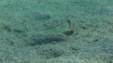 Kumlu deniz tabanında balon balığı.