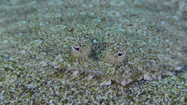 Kumlu deniz tabanında Büyük Gözlü Boğa.