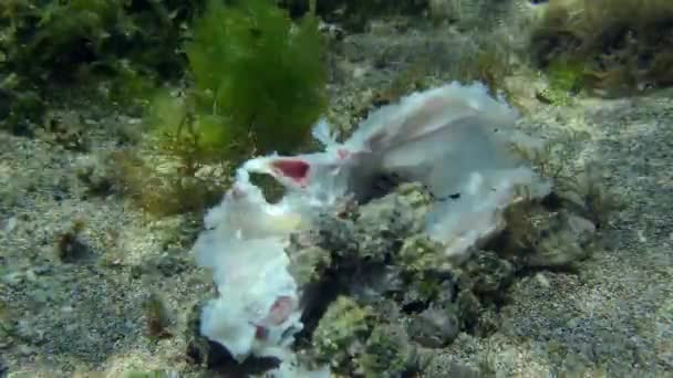 Varios gasterópodos Muricidae comen restos de pescado en el fondo del mar. — Vídeos de Stock