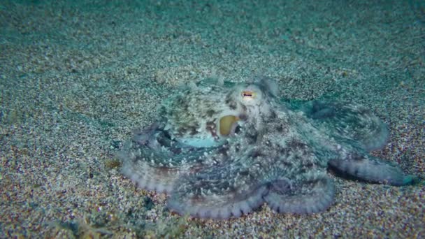 Une pieuvre se camoufle sur le fond marin. — Video