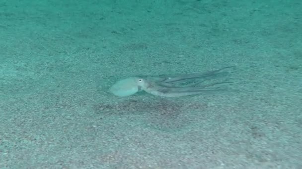 Chobotnice sestupuje na mořské dno. — Stock video