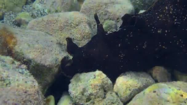 Le lièvre de mer rampe le long des fonds marins rocheux. — Video