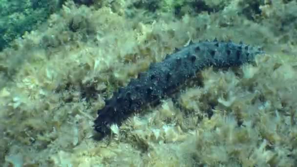 Cetriolo di mare Filatrice di cotone sul fondo marino. — Video Stock