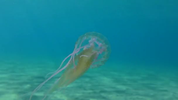 Ядовитые медузы в водяном столбе. — стоковое видео